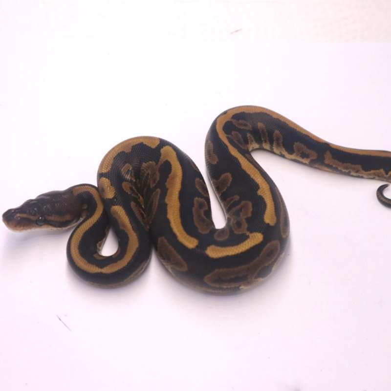 Mahogany leopard het ultramel