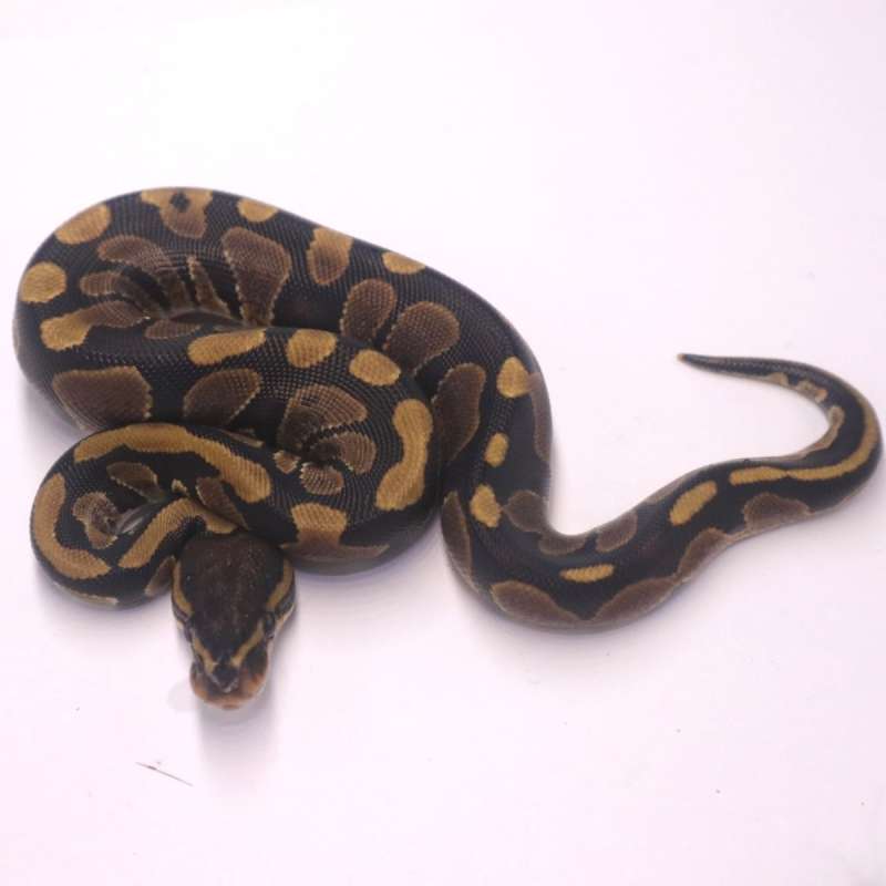 Mahogany het ultramel