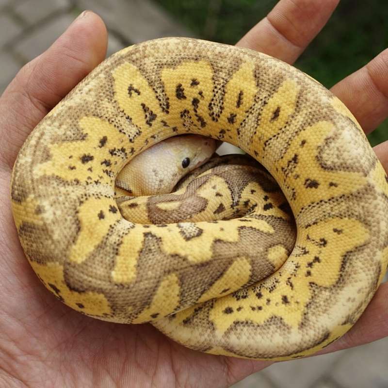 Super pastel yellow belly clown