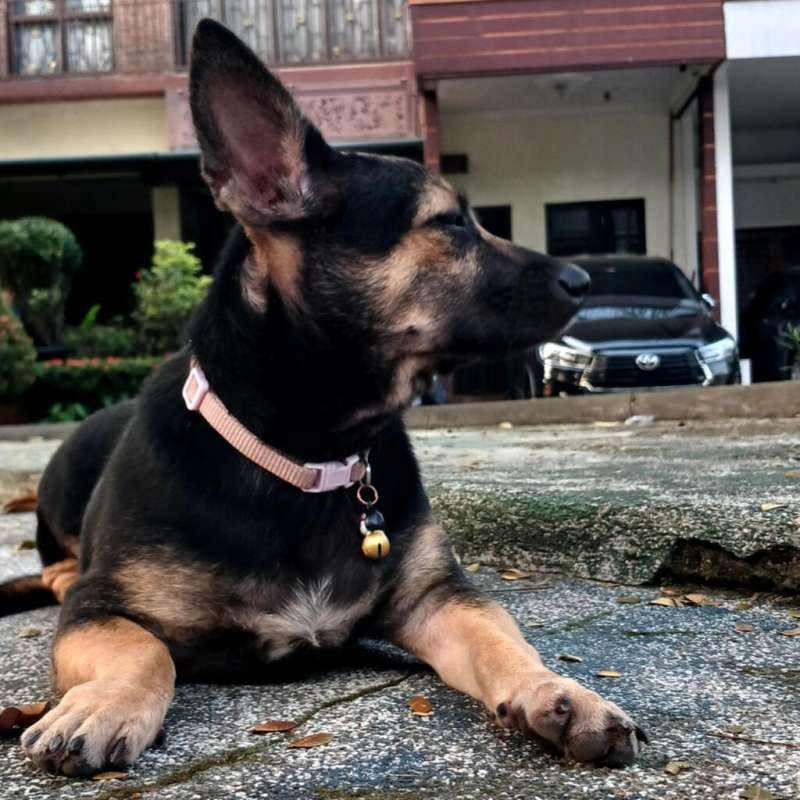 German Shepherd mixed Teckle