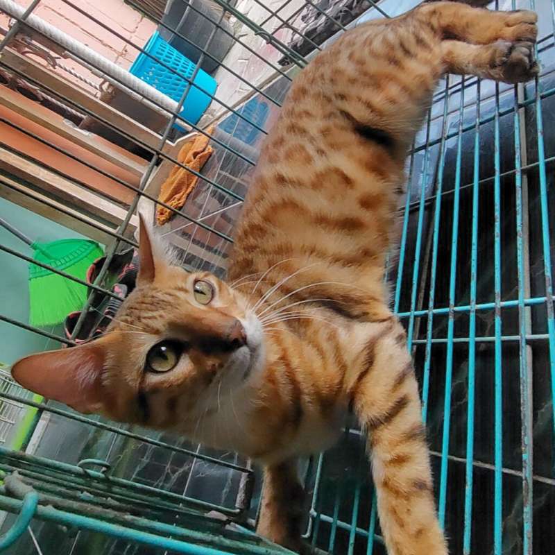 KUCING BENGAL