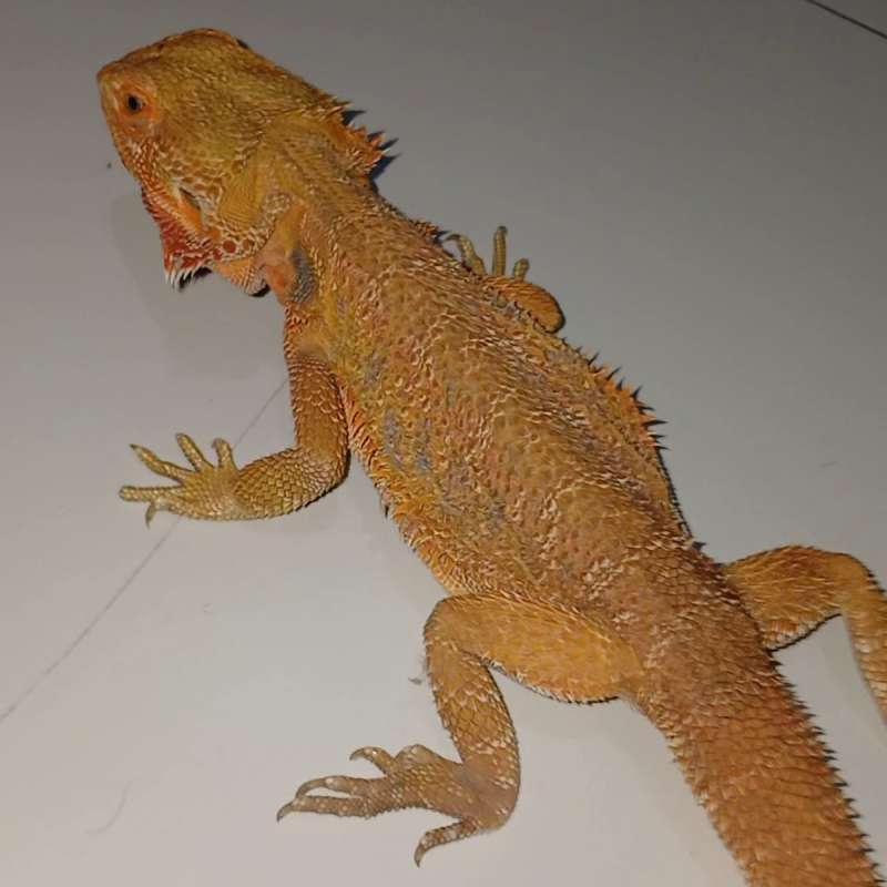 Bearded Dragon Hypo het Transluscent