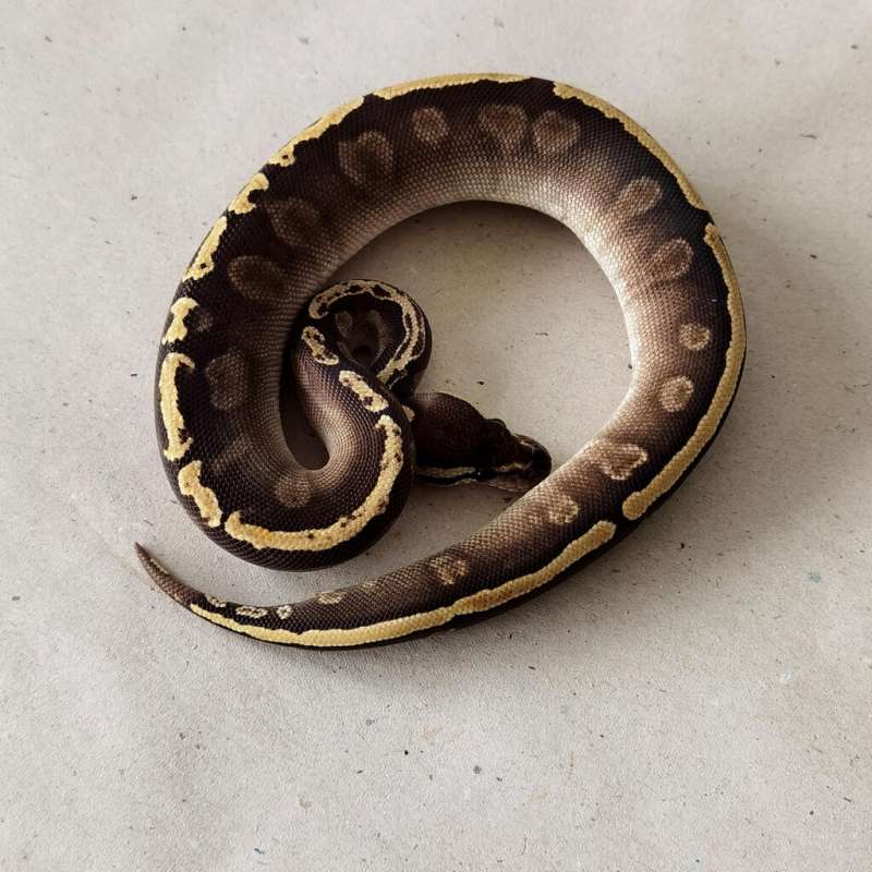 F GHI Mojave 100% het Hypo