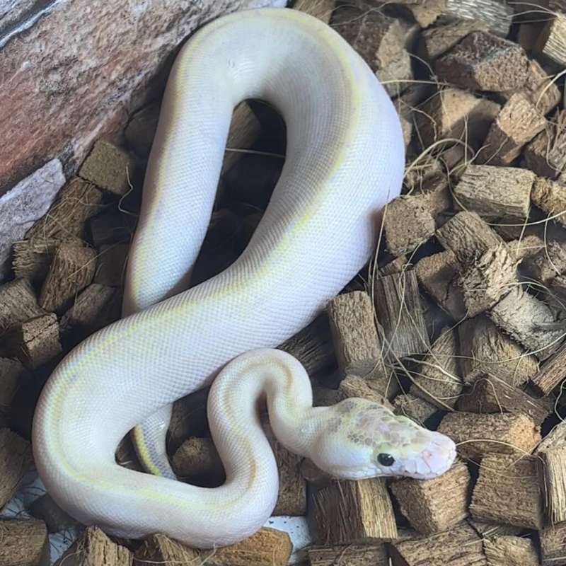 F IVORY PASTEL 50% het pied