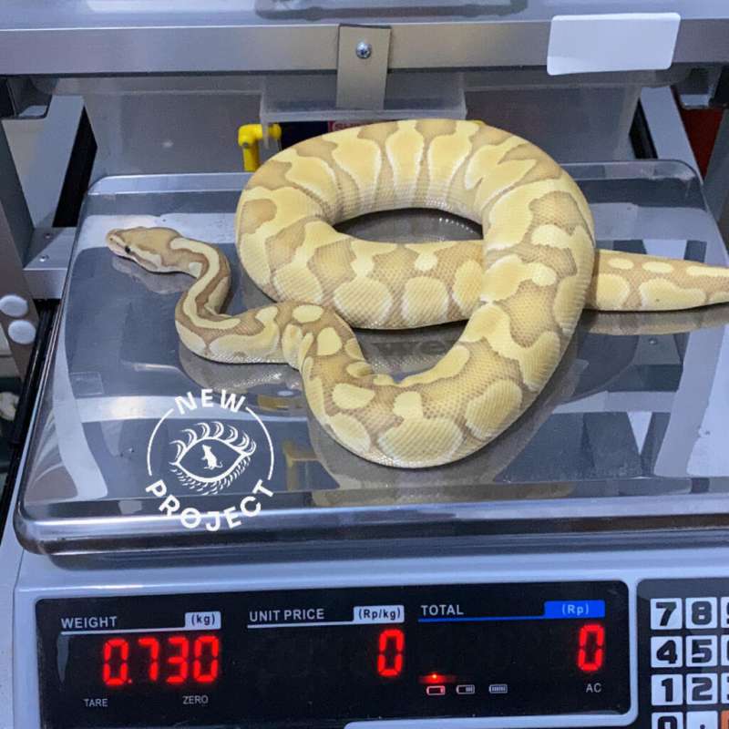 M Lesser Pastel Banana Het Sugar