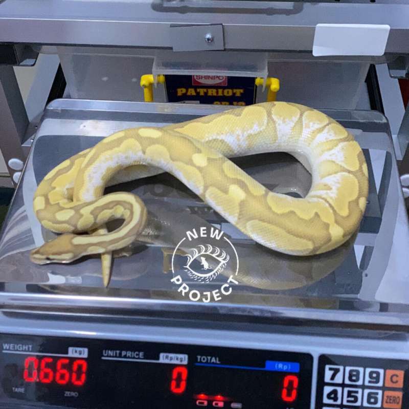 M Lesser Pastel Banana Sugar