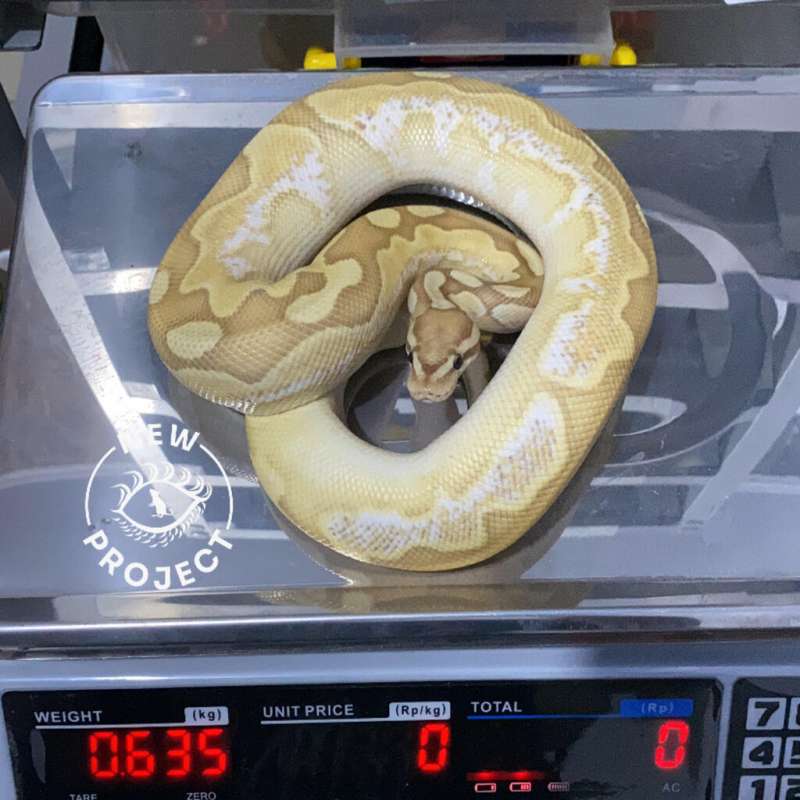 M Lesser Pastel Banana Sugar