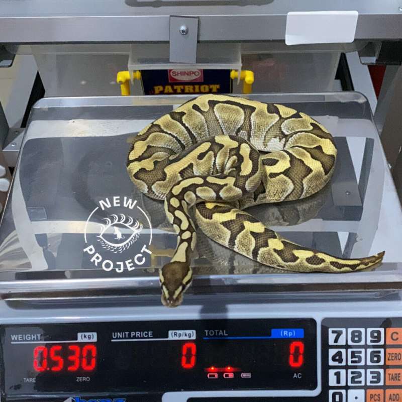 F Pastel Lesser het Banana het Sugar