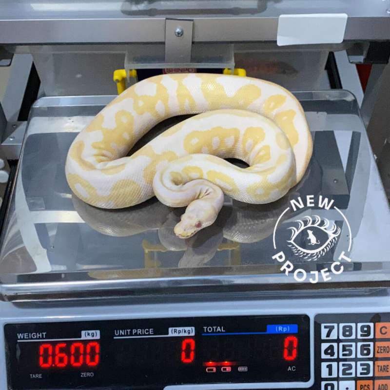 F Leopard Albino