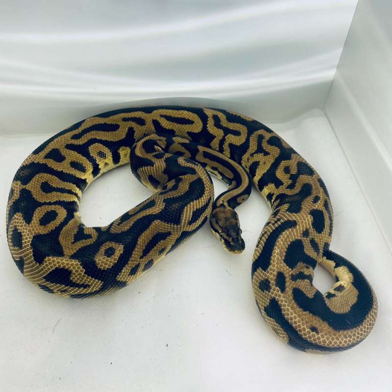 leopard pastel. Adult female