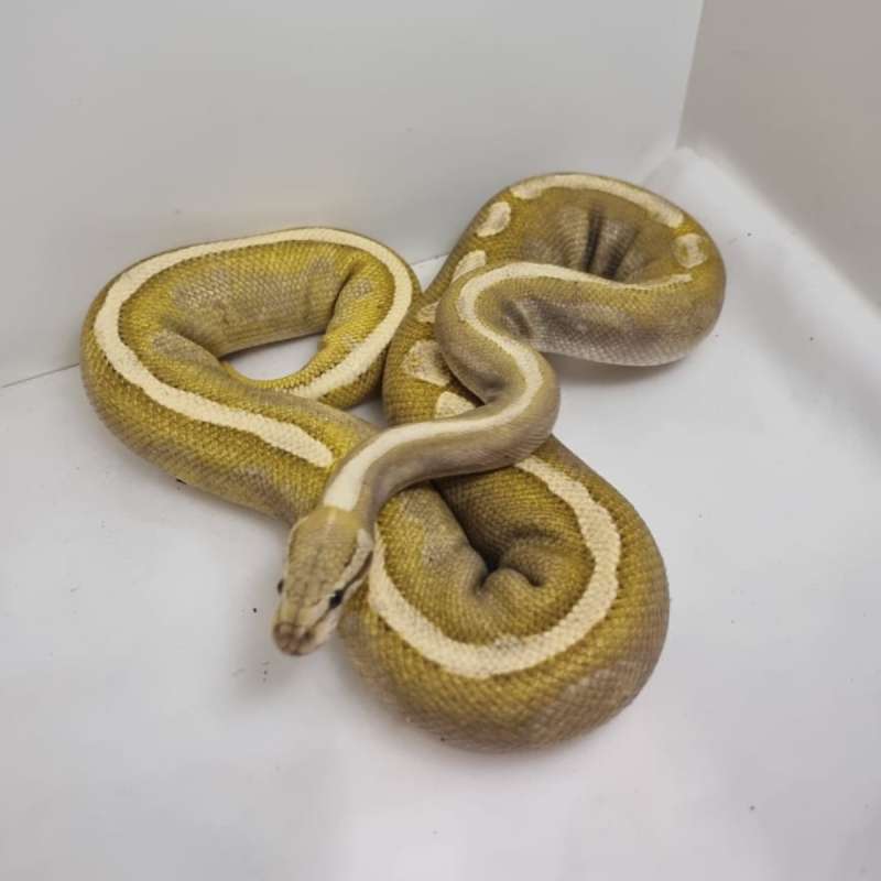 GHI Butter Fire. Adult Female