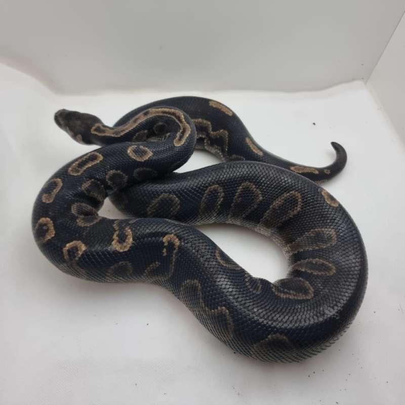 ghi sable 66% het clown, Adult male