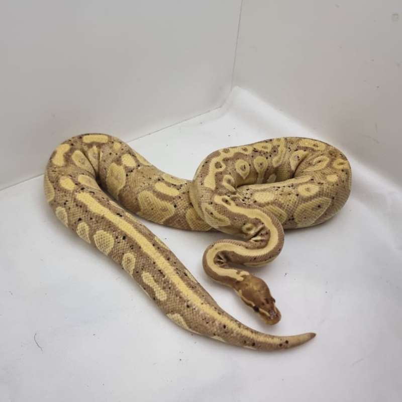 Black head red stripe coral glow 50% het pied. Adult female