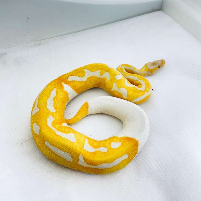 Lavender pied dreamsicle. Male