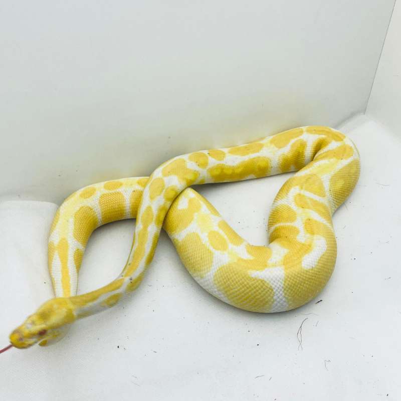 Albino. Adult female