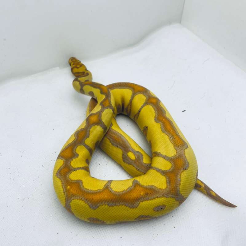 Banana clown. Female