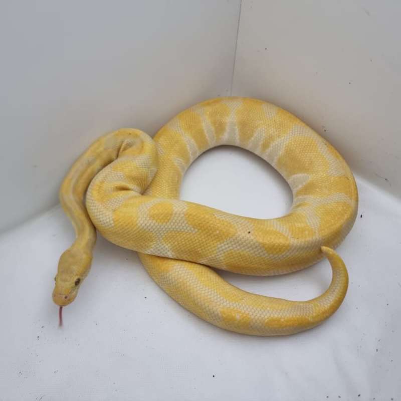 Enchi albino. Adult male