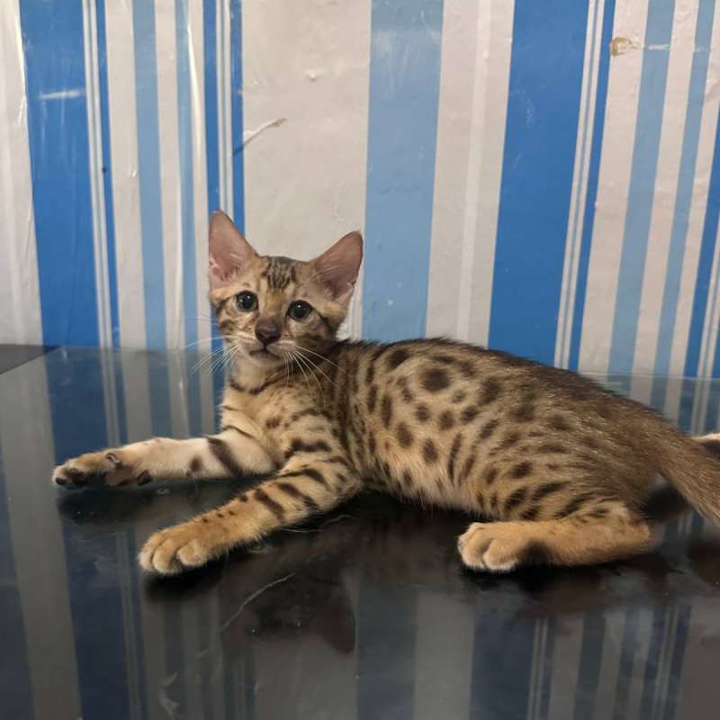 Kucing bengal