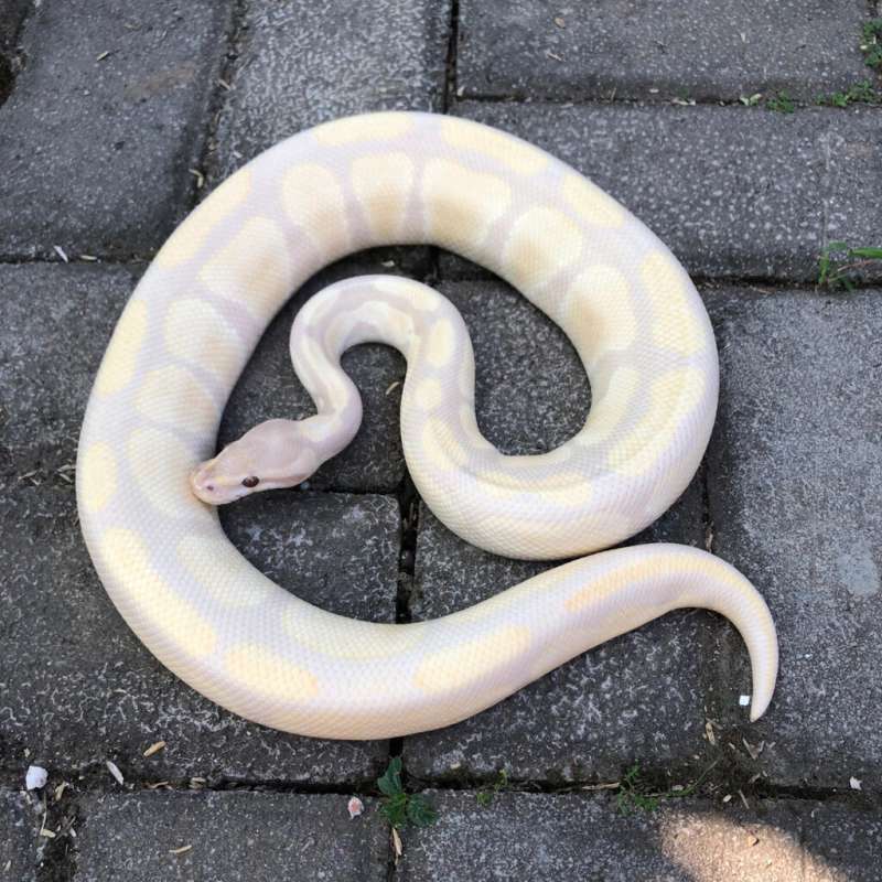 F Lavender Albino