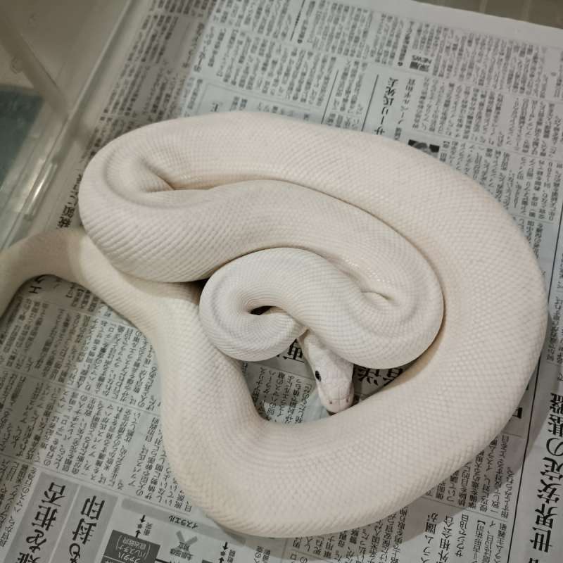 Blue eye lucy ball python