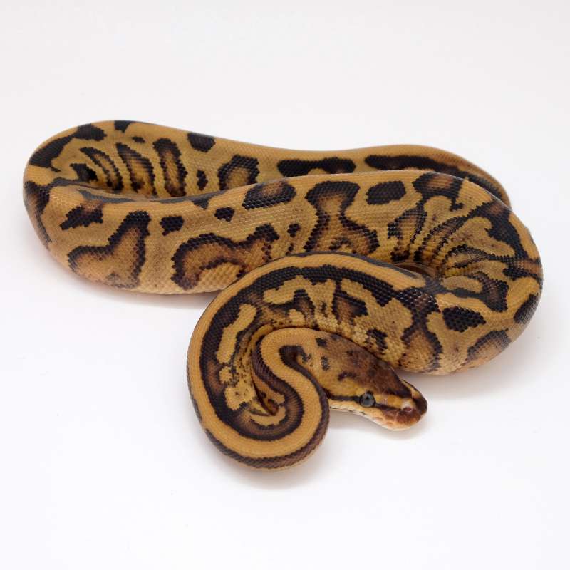 F Leopard Fire Red Stripe 66% het Clown [23C0402][Video di Deskripsi]