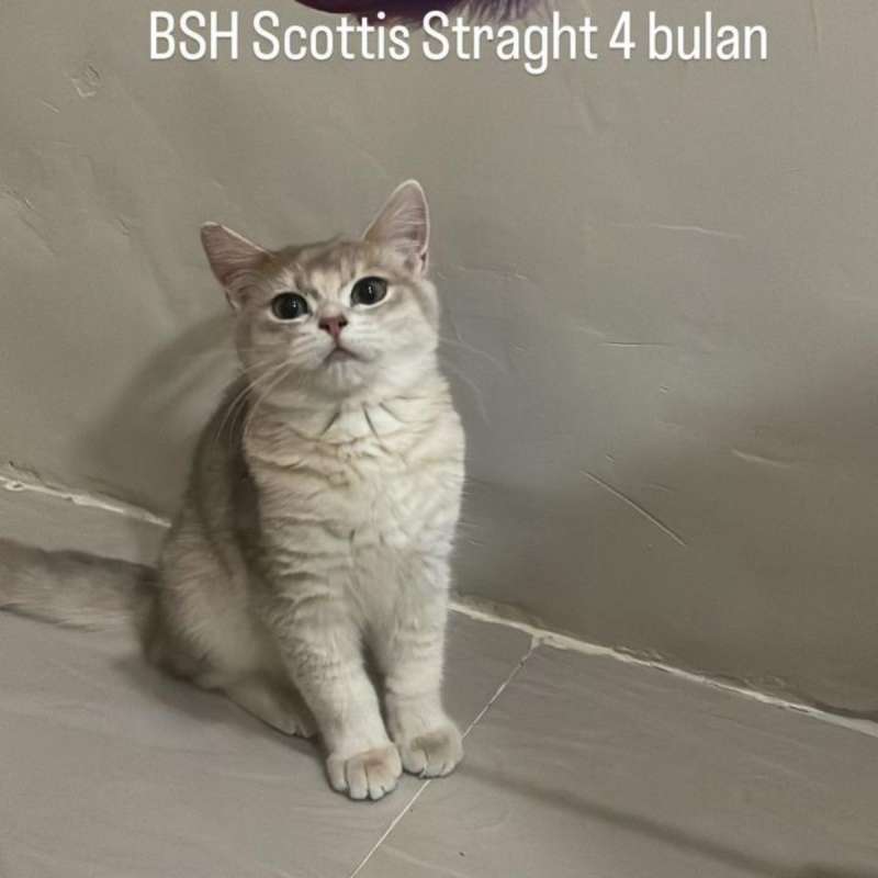 kucing bsh x scottish betina 4 bulan