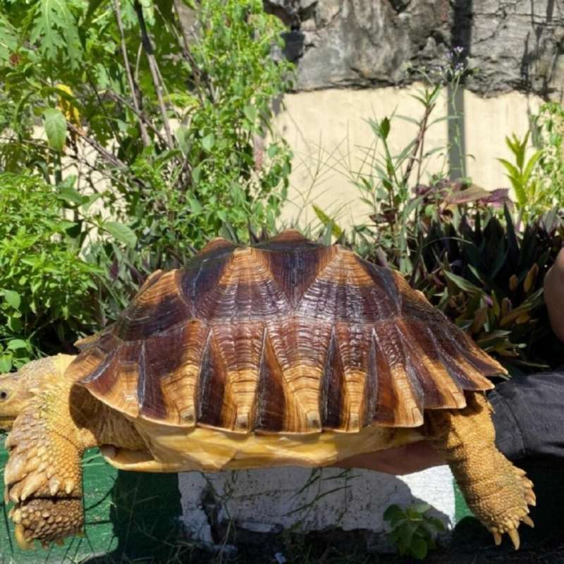 Kura Kura Darat Sulcata Betina 37cm