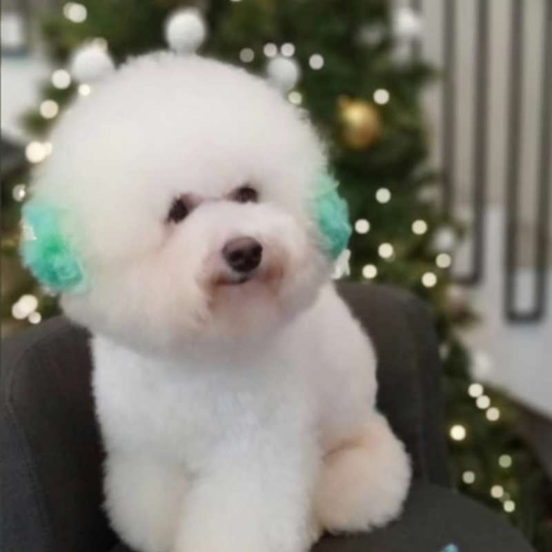 Jasa Pacak Anabul Bichon Frise Bloodline Int Champion