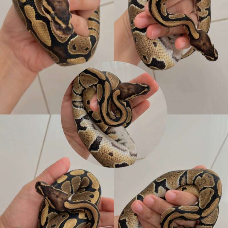 Ball Python Het Clown Pastel