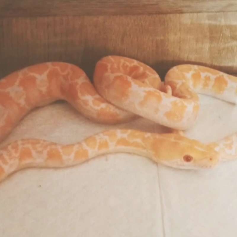 Retic Albino (white phase)