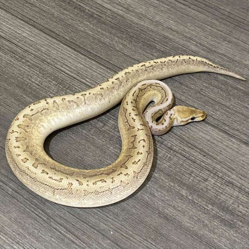 0.1 BAMBOO LEMONBLAST HET PIED 100%