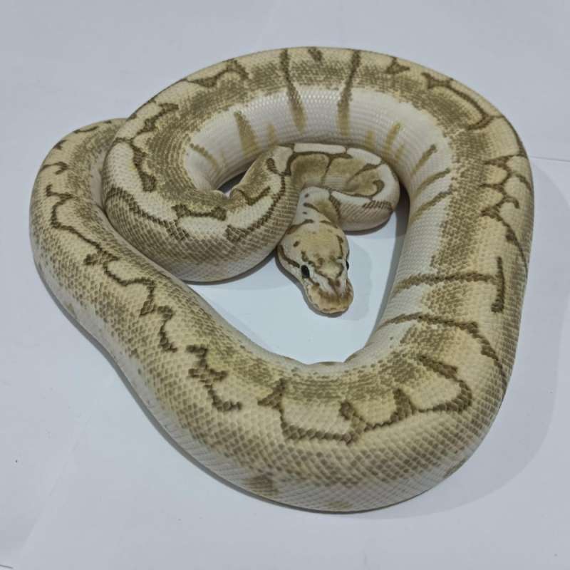 Bamboo pastel spider double ph pied clown female