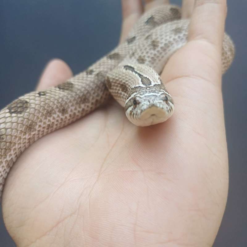 Hognose Artic Conda