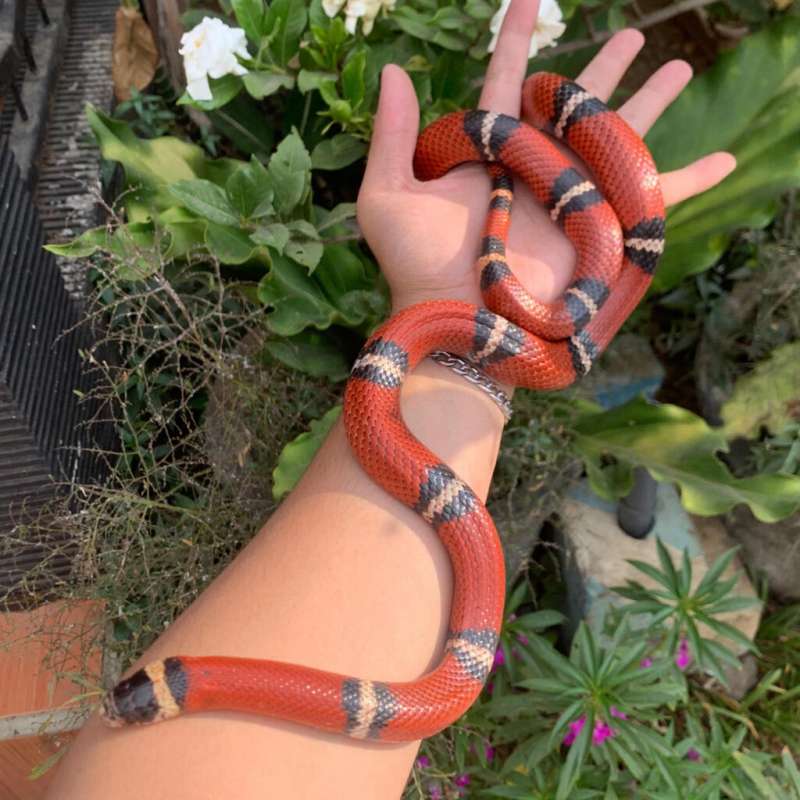 Milksnake Sinaloan