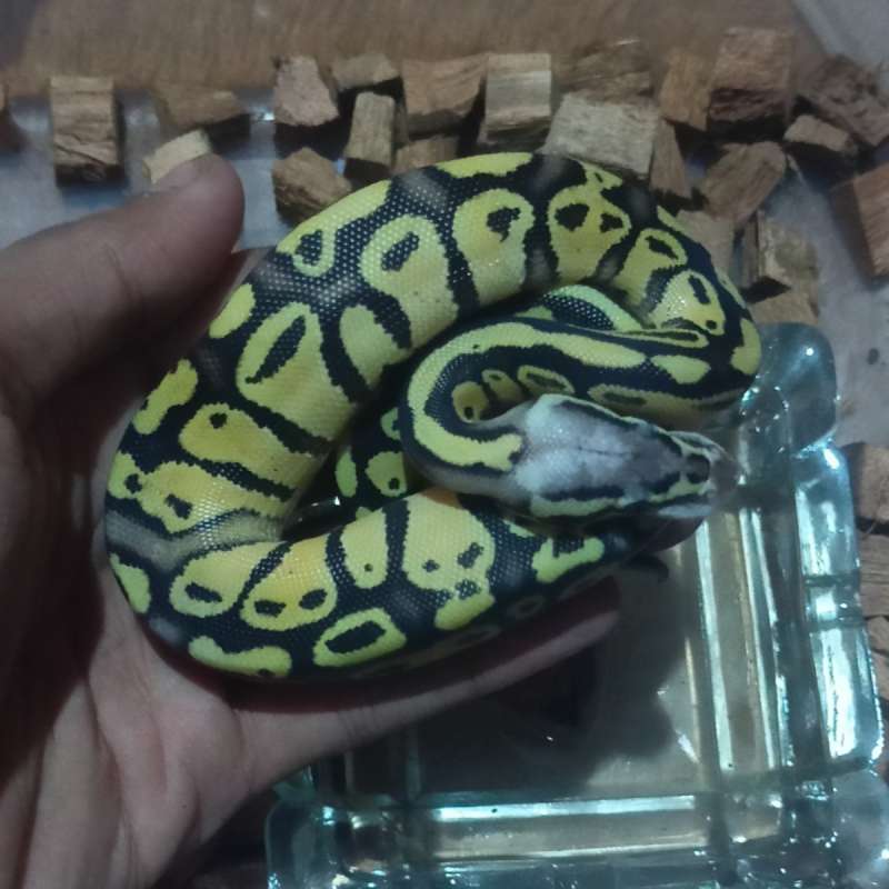 Ball python 5 ekor