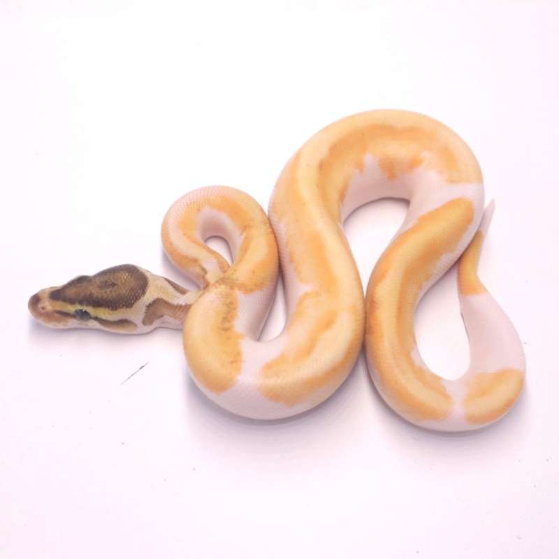 Super enchi orange dream mojave pied