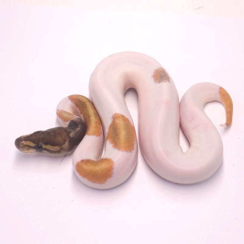 Enchi mojave pied