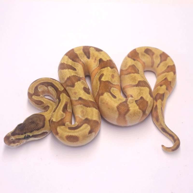 Super enchi orange dream mojave het pied