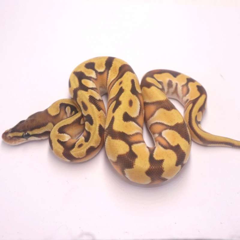 Enchi orange dream mojave het pied