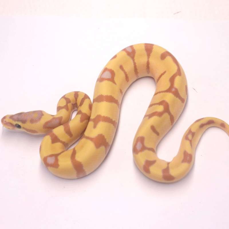 Super enchi banana het pied