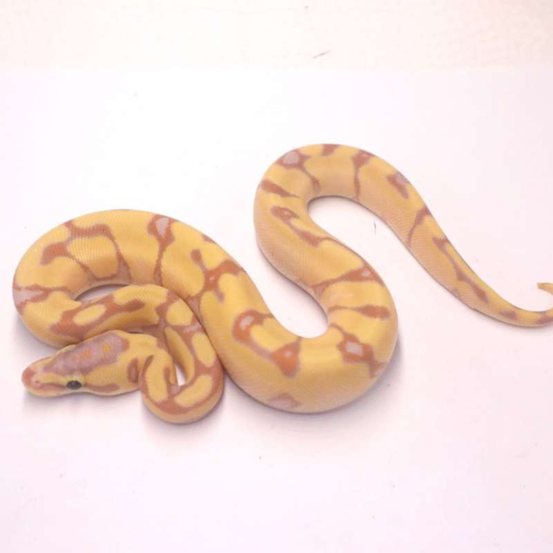 Super enchi banana het pied