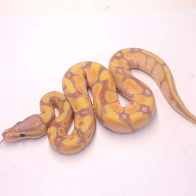 Banana orange dream het pied