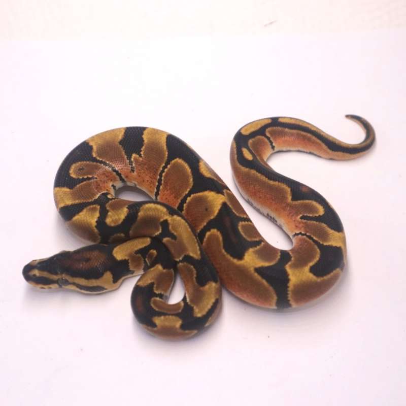 Enchi orange dream het pied