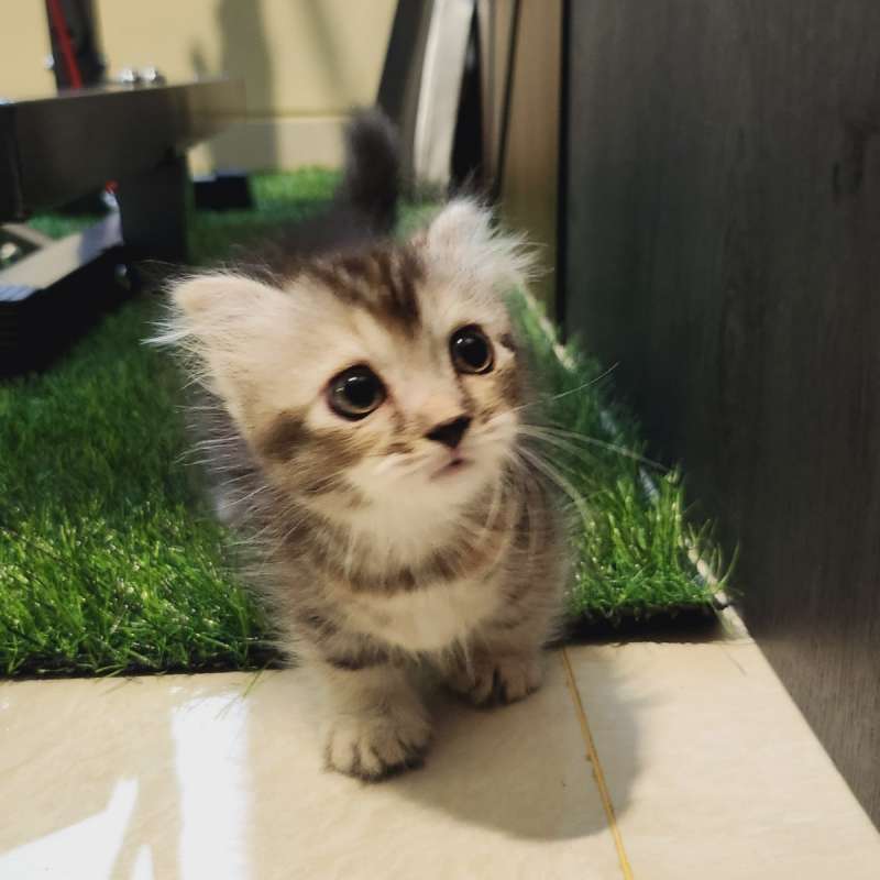 Munchkin scottish Fold