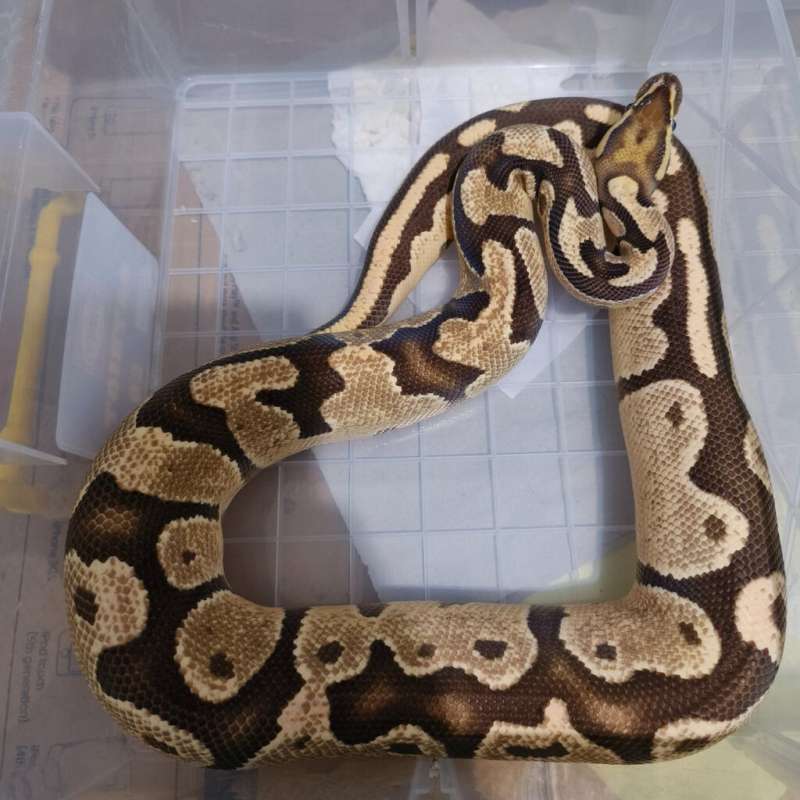 M Fire Orange Dream het Albino