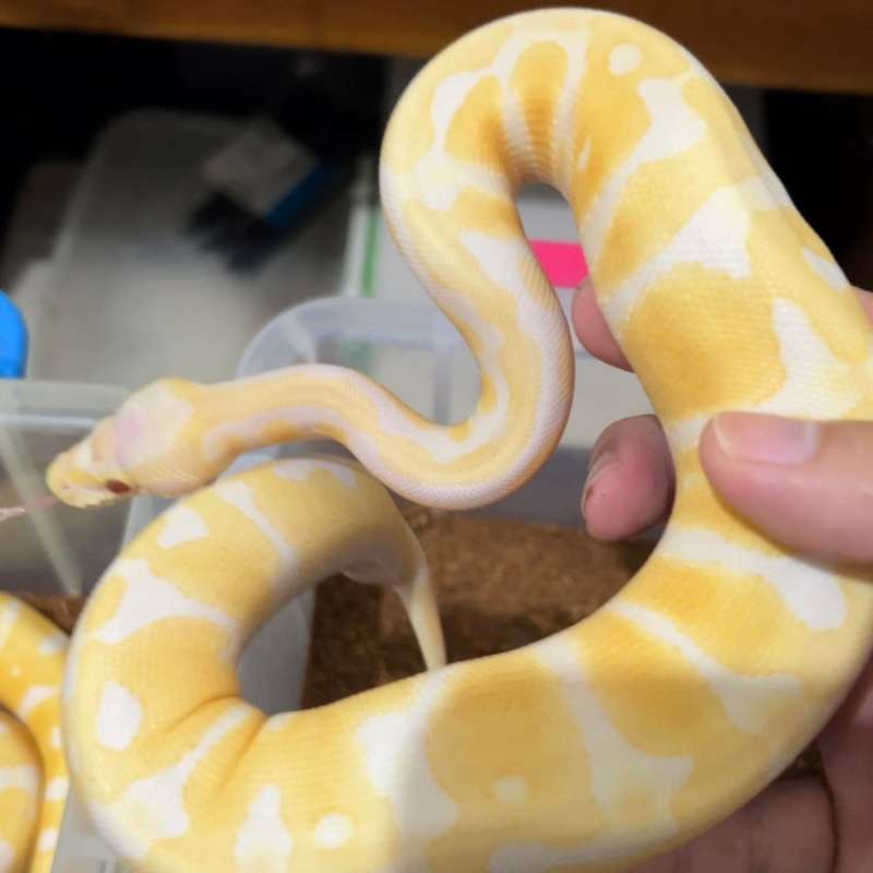 Pastel Lavender Female