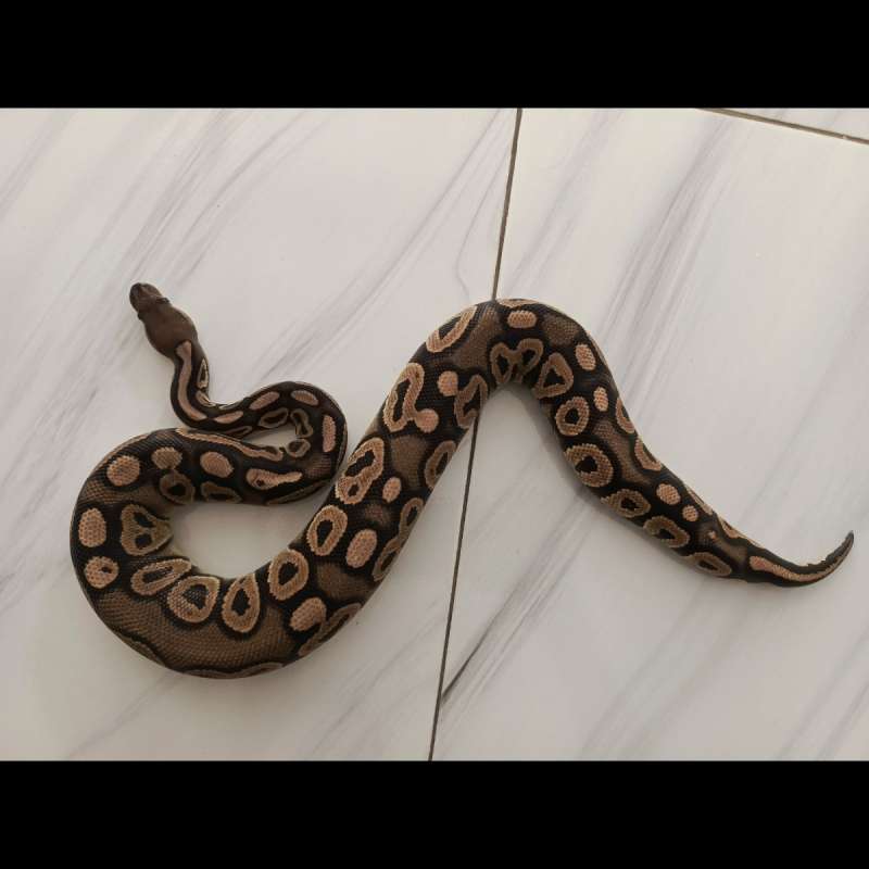 Black Pastel het Clown