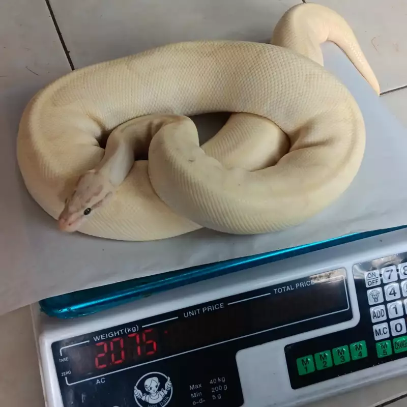 0.1 Banana Enchi Pastel Lesser