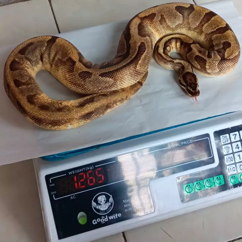 0.1 Enchi Pied