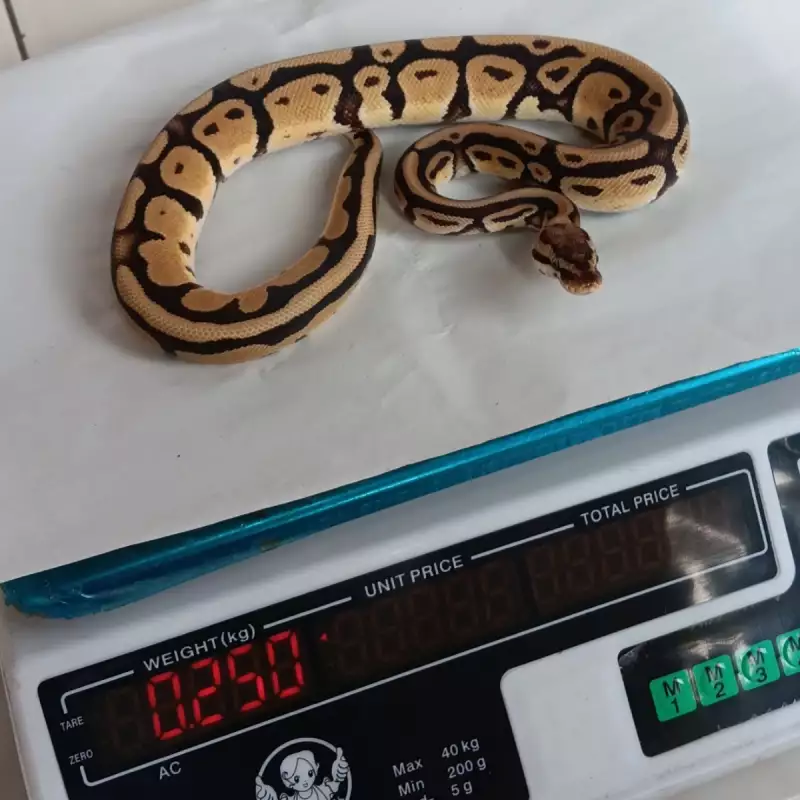 1.0 Pastel Specter Het Lavender Poss Het Pied